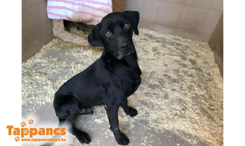 Dugo Dani -Notfall –