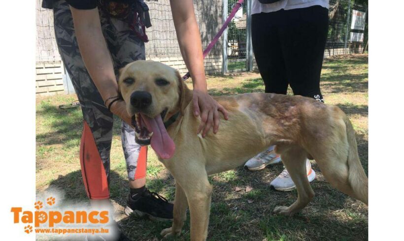 Pajti 3 ♥ !! NOTFALL !! ♥ vermittelt an Nothilfe für Hunde in Österreich ♥