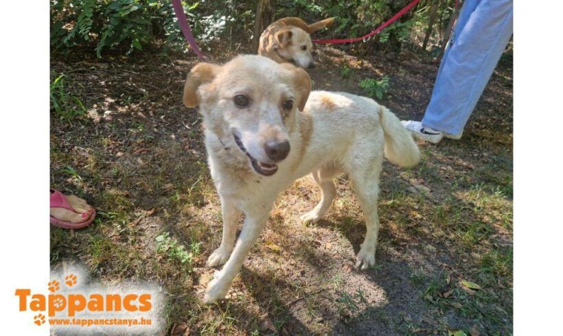 Pezo ♥ zieht am 25.01. auf Pflegestelle nach 27729 Vollersode ♥vermittelt ♥