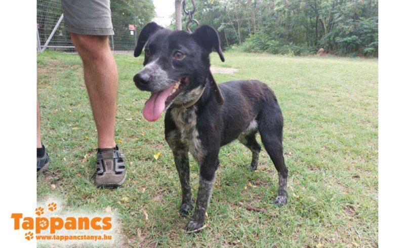 Pici 11 ♥ vermittelt an Nothilfe für Hunde in Österreich ♥