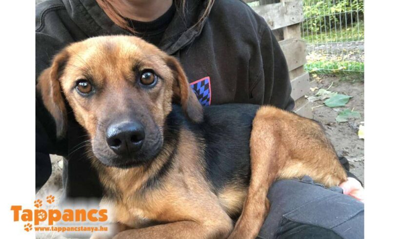 Pipe 2 ♥ vermittelt an Nothilfe für Hunde in Österreich ♥