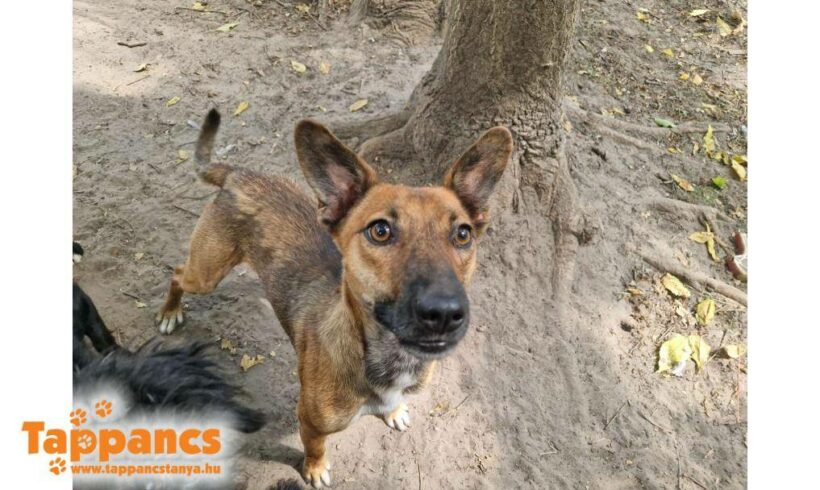 Rezgö ♥ zieht am 21.02. auf Pflegestelle in 27729 Vollersode ♥ vermittelt ♥