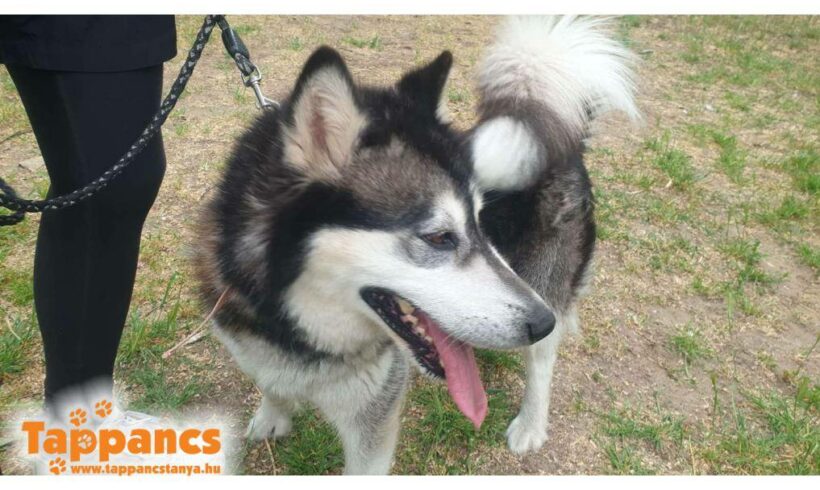 Ropi (Maya) ♥ vermittelt an Nothilfe für Hunde in Österreich/ wird selbst abgeholt ♥