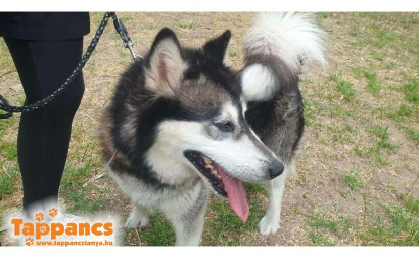 Ropi (Maya) ♥ vermittelt an Nothilfe für Hunde in Österreich/ wird selbst abgeholt ♥