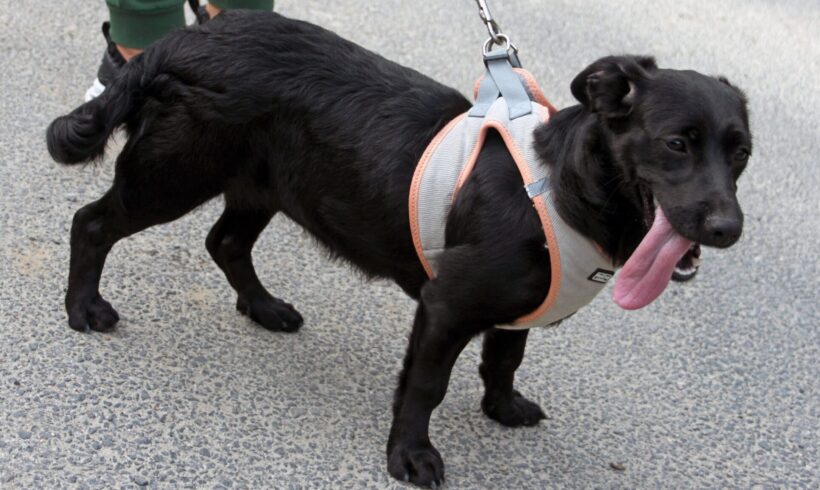 Linda 8 ♥ vermittelt nach Dänemark ♥