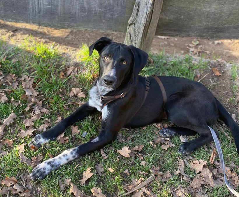 Scooby 2 auf Pflegestelle in 53604 Bad Honnef ♥ vermittelt ♥