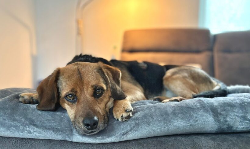 Süti 6  ♥ Auf PS in 29640 Schneverdingen ♥ vermittelt ♥