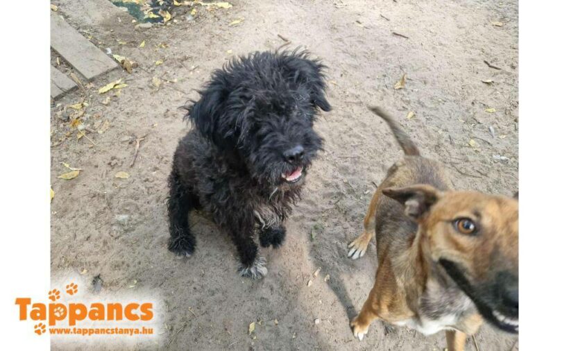 Töpi  ♥ vermittelt an Vivalahund e.V. ♥ sie sucht zum 18.01. Transportpaten