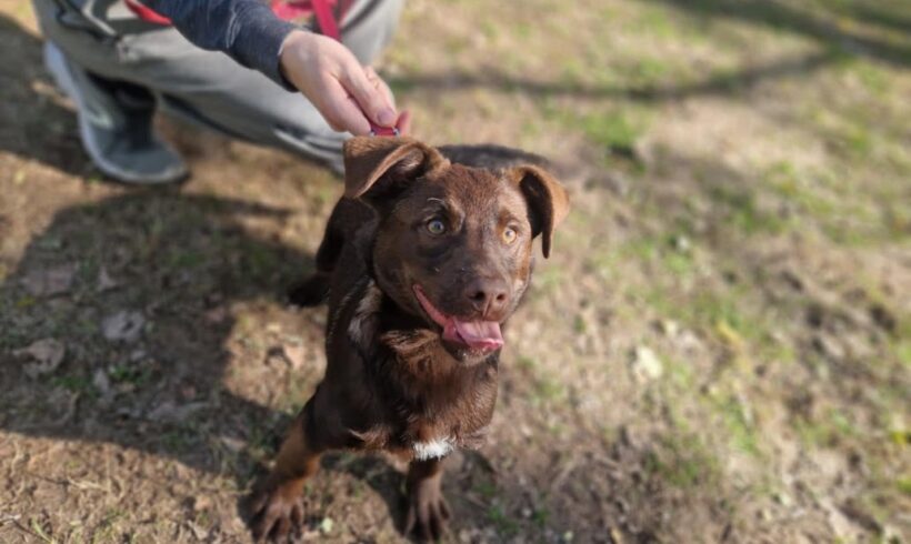 Emil 2 ♥ vermittelt in Ungarn ♥