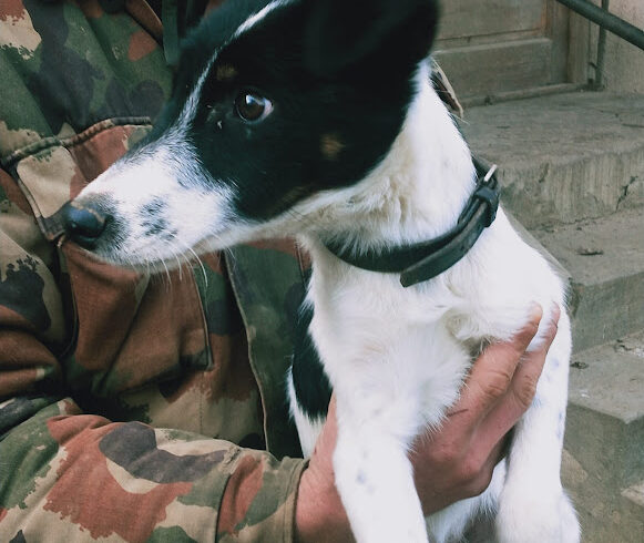 Amigo 3 ♥ vermittelt ♥