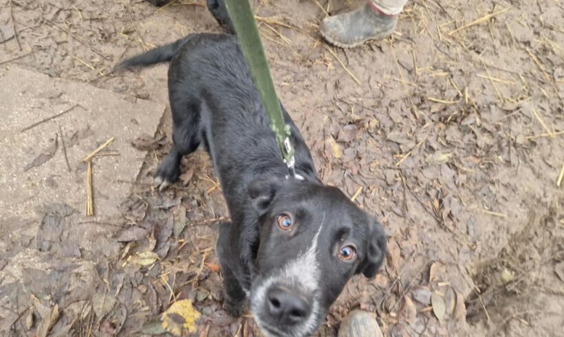 Aramis 2 ♥ vermittelt an Nothilfe für Hunde in Österreich ♥