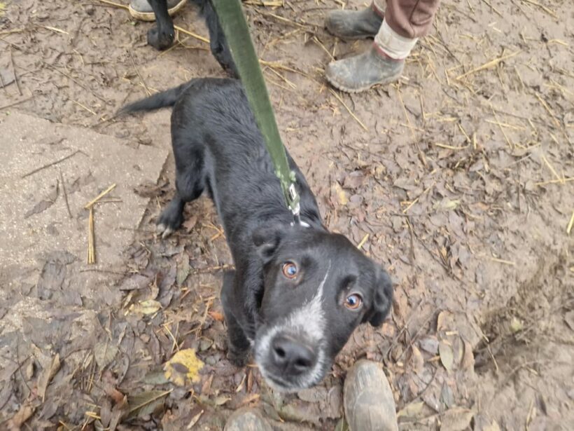 Aramis 2 ♥ vermittelt an Nothilfe für Hunde in Österreich ♥