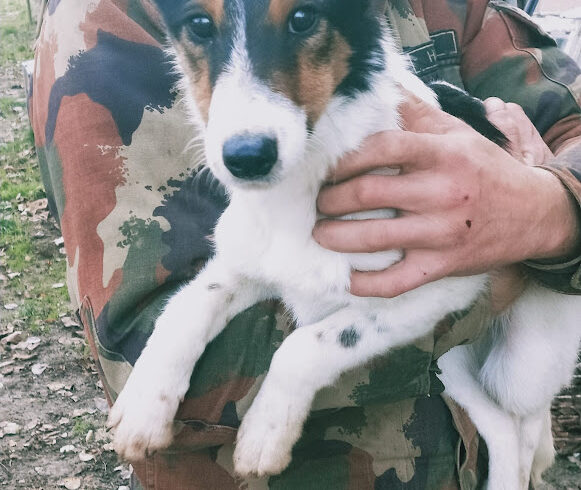 Hogolyo 2♥ vermittelt an Nothilfe für Hunde in Österreich ♥