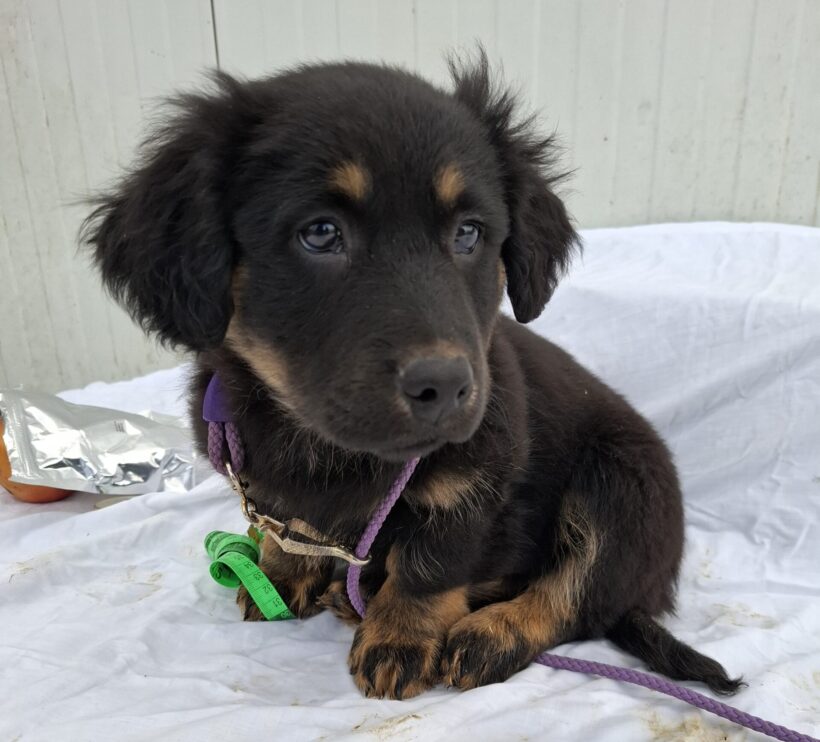 Bono 4 +++vermittelt+++ RT 1.3.2025