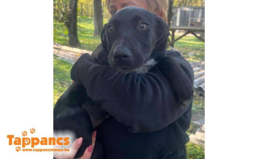 Angel 2  ♥ vermittelt an Nothilfe für Hunde in Österreich ♥