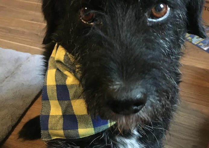 Berci 9  ♥ Auf PS in 38154 Lelm ♥