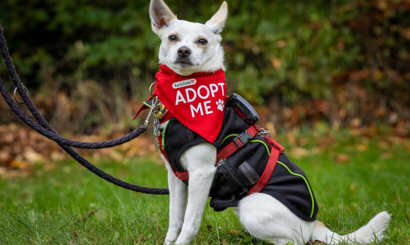 Lola 9 ♥ auf PS 28832 Achim ♥ vermittelt ♥