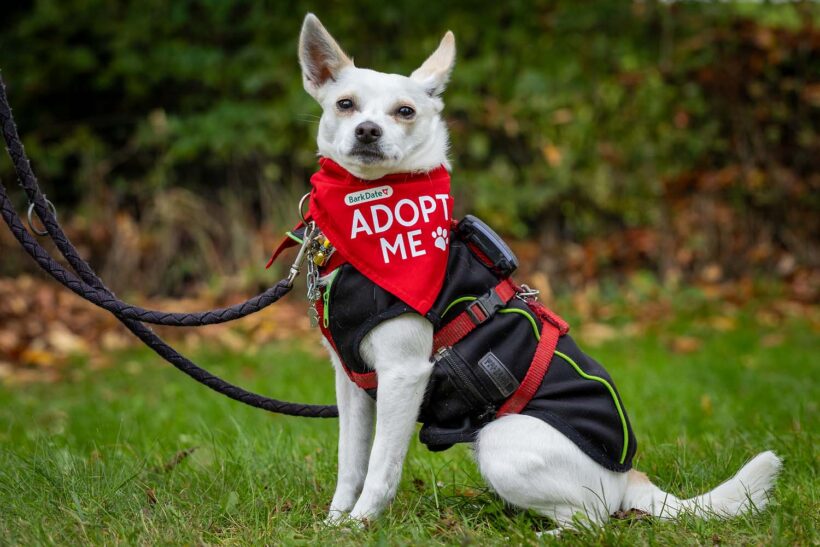 Lola 9 ♥ auf PS 28832 Achim ♥ vermittelt ♥ Lola 9 ♥ auf PS 28832 Achim ♥ vermittelt ♥