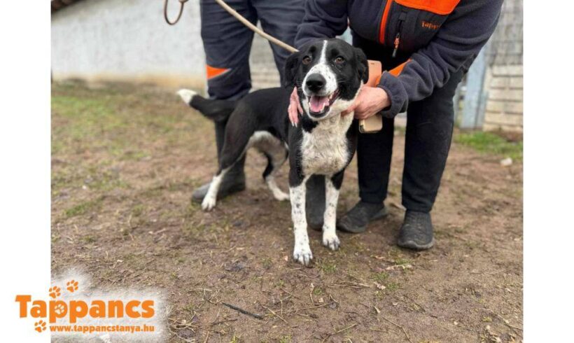 Mendy ♥ vermittelt an Nothilfe für Hunde in Österreich ♥