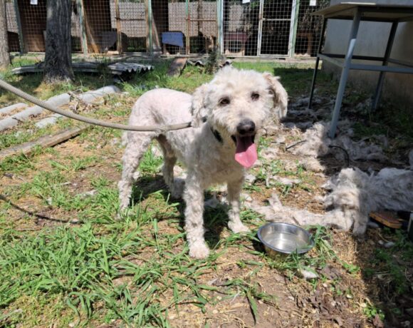 Bobi 11 ♥ vermittelt an die Tierhilfe Franken ♥ sucht Transportpaten zum 26.7.25 ♥ DANKE FRAU OBERSCHEIDT & S. Lehne!!!