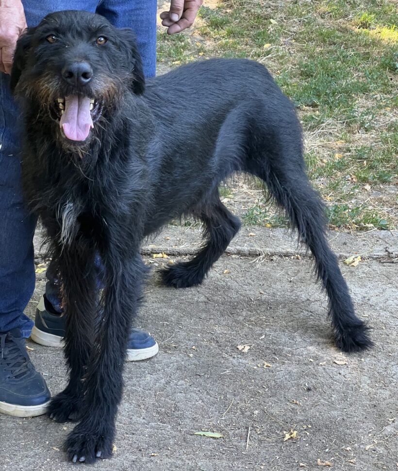 Liget +++vermittelt und wird selber abgeholt+++