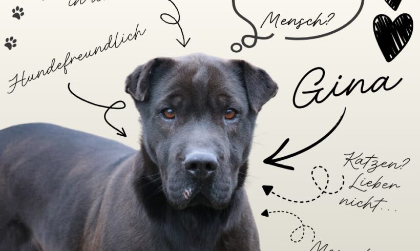 Gina 2 +++kinderfreundlich+++ neues Frauchen hat trotz Zusage für Gina anderen Notfall gefunden :-((