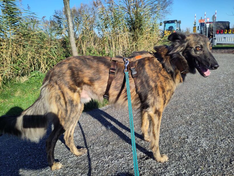 Fantom 2 +++katzenfreundlich+++ seit 15.11.2025 auf Pflegestelle in 48612 Horstmar