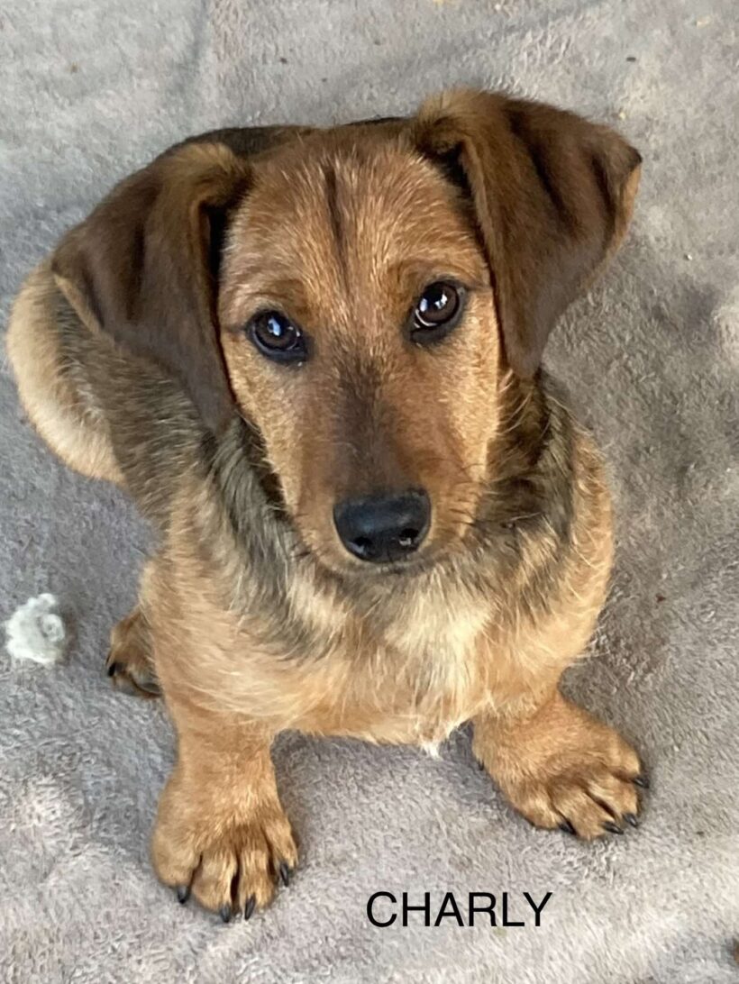 Charly +++katzenfreundlich+++vermittelt an Nothilfe für Hunde in Österreich ♥ Charly +++katzenfreundlich+++vermittelt an Nothilfe für Hunde in Österreich ♥