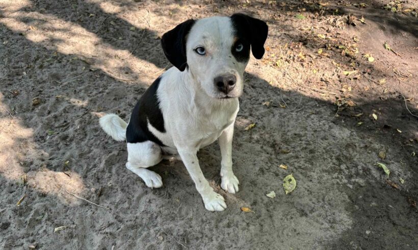 Axel 3 ❤️ vermittelt an Nothilfe für Hunde Österreich