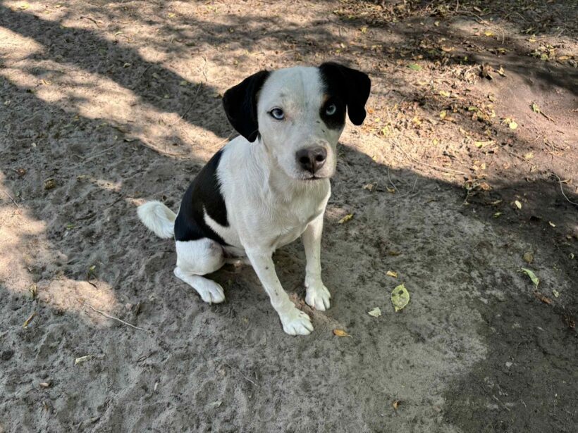 Axel 3 ❤️ vermittelt an Nothilfe für Hunde Österreich