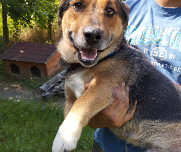 Dezsö ♥ vermittelt ♥