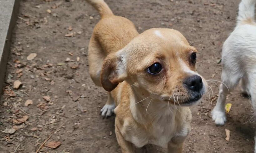 Mesi 2 ♥ vermittelt an Nothilfe für Hunde in  Österreich ♥