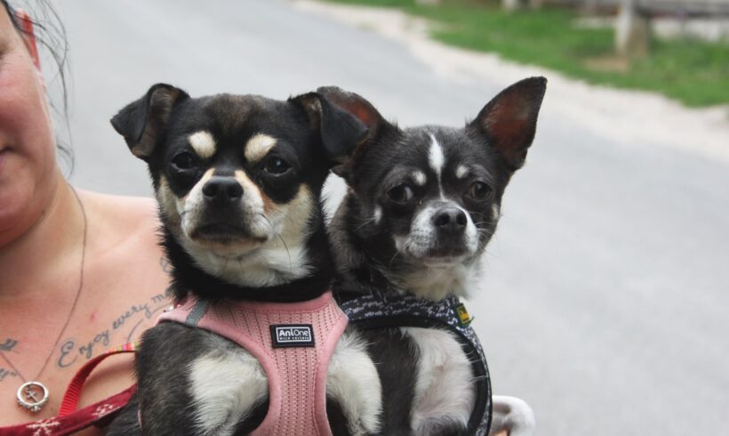 Zora und Zeno ♥ vermittelt ♥