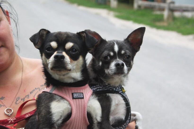 Zora und Zeno ♥ vermittelt ♥