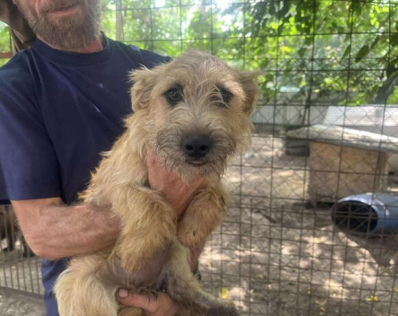 Barat ♥ vermittelt an Tierhilfe Franken e.V. ♥ sie sucht zum 06.09. Transportpaten+++DANKE FRAU OBERSCHEIDT!!!