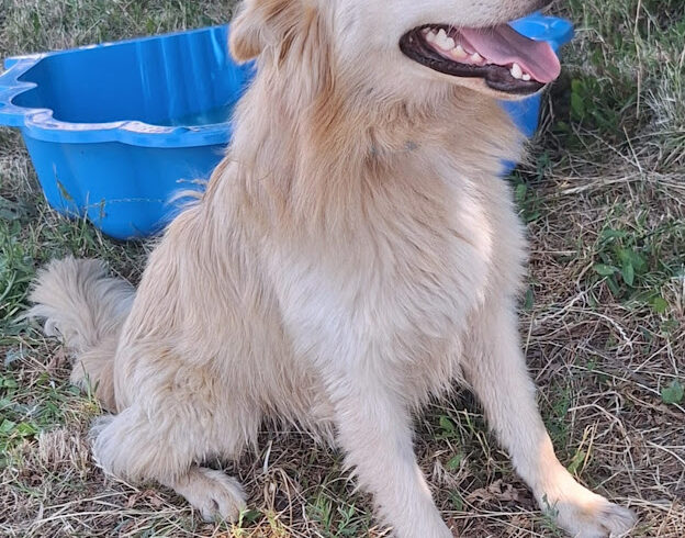 Bundas 8 ♥ vermittelt an Nothilfe für Hunde in Österreich ♥