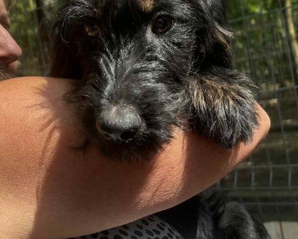 Cseles ♥ vermittelt an Nothilfe für Hunde in Österreich ♥