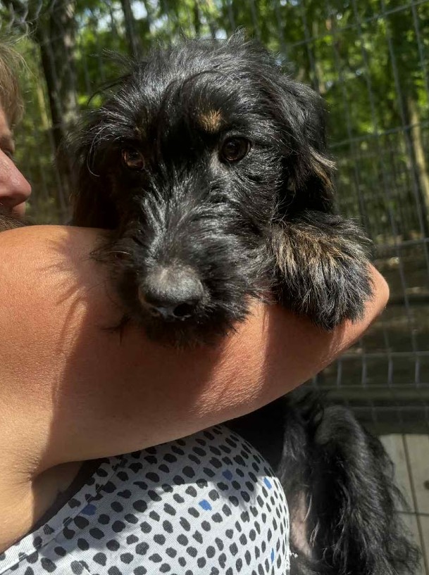 Cseles ♥ vermittelt an Nothilfe für Hunde in Österreich ♥ Cseles ♥ vermittelt an Nothilfe für Hunde in Österreich ♥