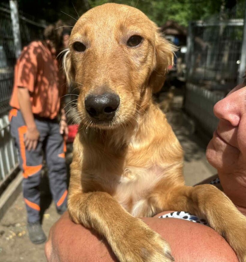 Csipet 2 Zieht Am 06 09 25 Auf Pflegestelle Nach 12349 Berlin 