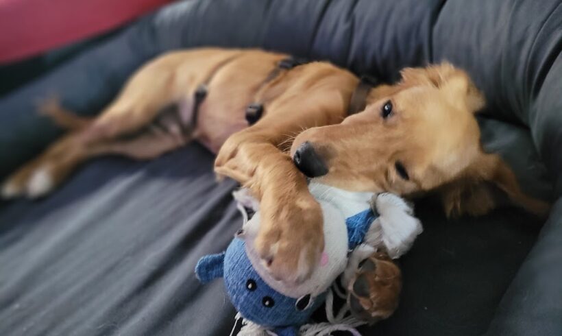 Csipet 2 ♥ auf Pflegestelle in 12349 Berlin ♥ vermittelt ♥