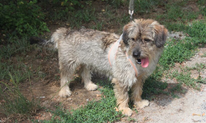 Drazse 3 ♥ auf Pflegestelle in 76684 Östringen ♥ KATZENFREUNDLICH!