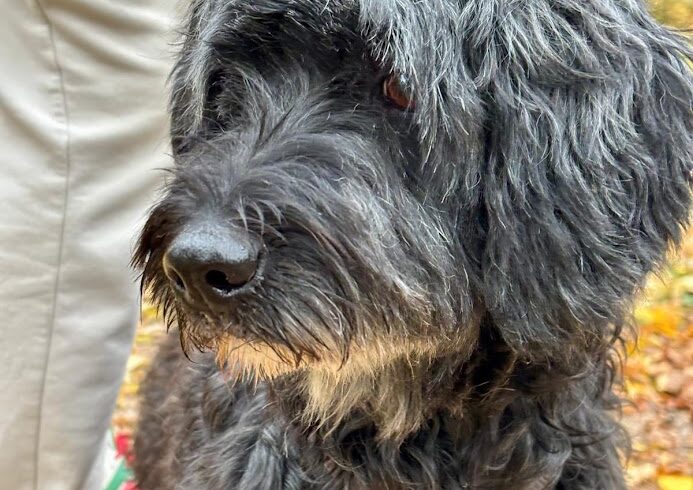 Gomboc 7 (Jetzt Willi) ♥ momentan in 91583 Schillingsfürst ♥ vermittelt ♥