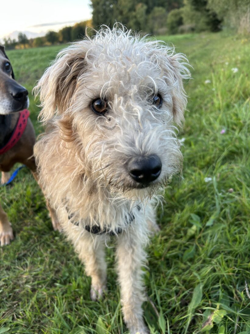 Fürge 4 ♥ Auf Pflegestelle in 91056 Erlangen ♥ vermittelt ♥