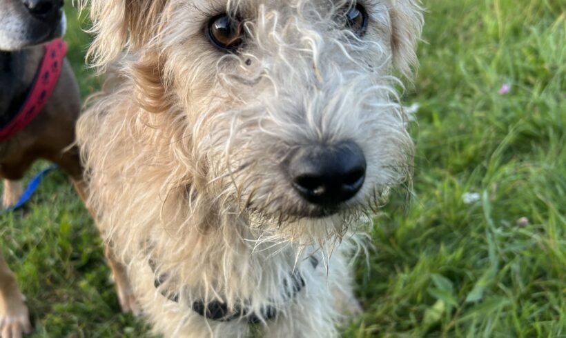 Fürge 4 ♥ Auf Pflegestelle in 91056 Erlangen ♥ vermittelt ♥