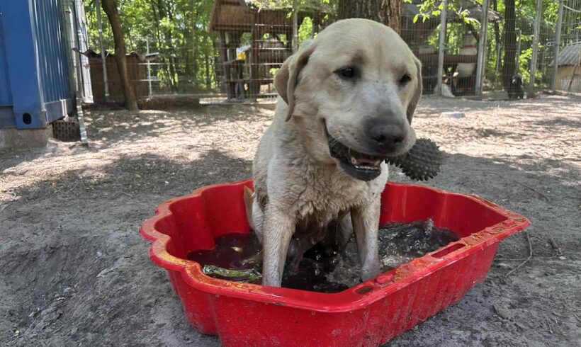 Nero 11 ♥ vermittelt an Nothilfe für Hunde in Österreich ♥