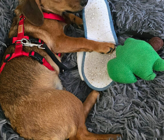 Nyafi 2 ♥ auf Pflegestelle in 754533 Maulbronn ♥ vermittelt ♥