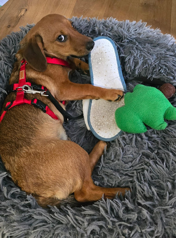 Nyafi 2 ♥ auf Pflegestelle in 754533 Maulbronn ♥ vermittelt ♥ Nyafi 2 ♥ auf Pflegestelle in 754533 Maulbronn ♥ vermittelt ♥