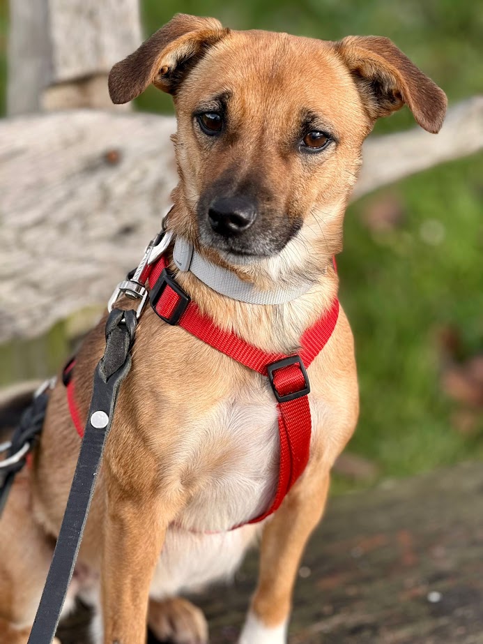 Liza 14 ♥ Auf Pflegestelle in 34125 Kassel ♥ Liza 14 ♥ Auf Pflegestelle in 34125 Kassel ♥