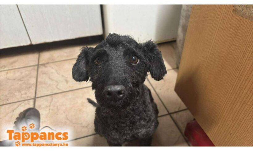 Bogar 8 ♥ vermittelt in Ungarn an Tierheimmitarbeiter ♥