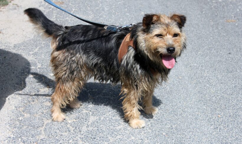 Foxi 4 +++vermittelt an Nothilfe für Hunde in Österreich+++